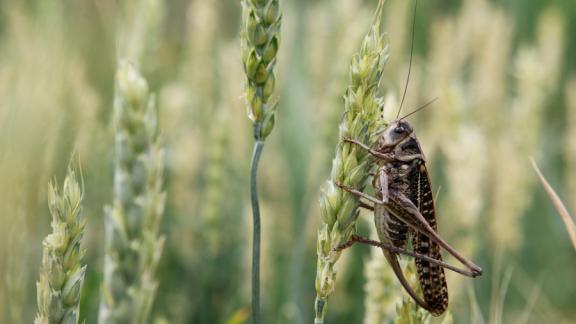 Ставрополье стало координатором в борьбе с саранчой на юге России
