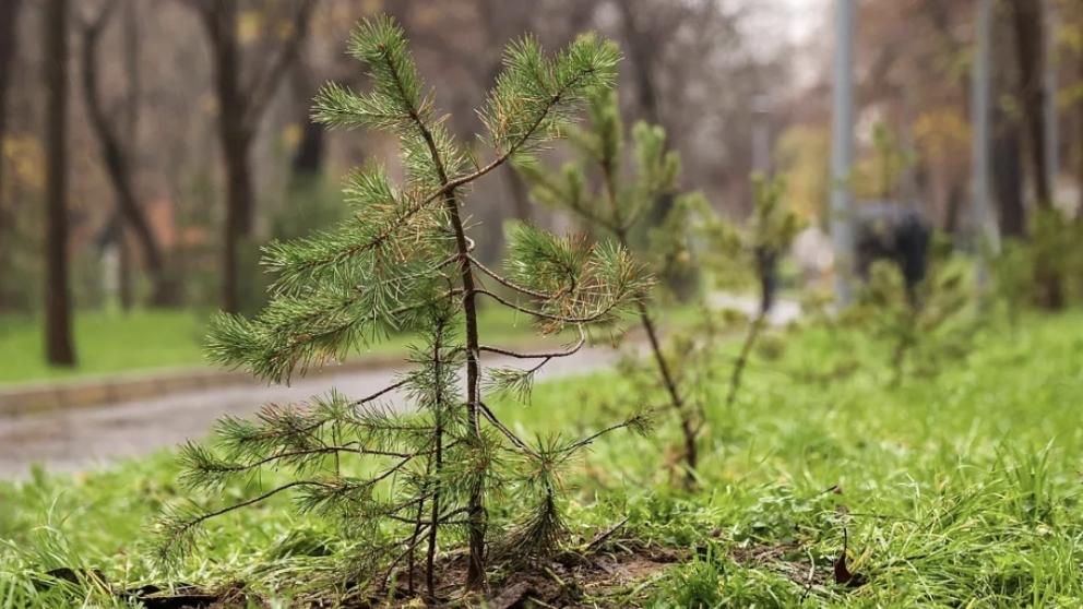 В Предгорном округе завершили весенний этап лесовосстановления