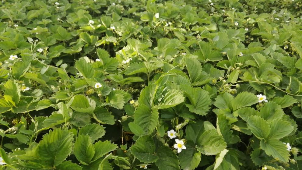 В «Точке роста» села Тугулук выращивают первый урожай клубники