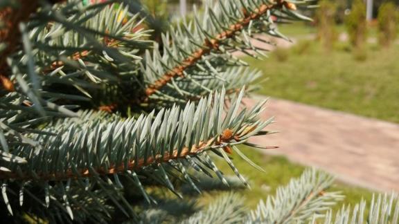 Осенью около 4 тысяч новых деревьев и кустарников высадят в Ставрополе