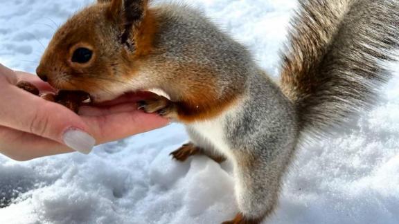 В Курортном парке Железноводска появилась чёрная белка