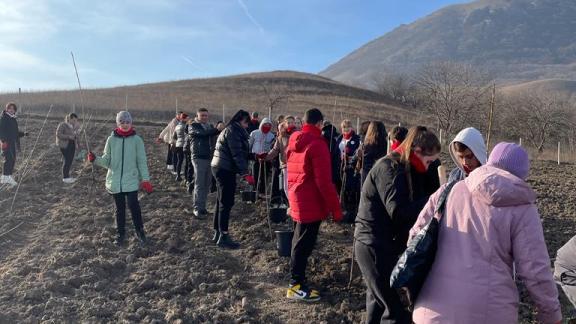 В Предгорном округе для нуждающихся семей высадили фруктовый сад