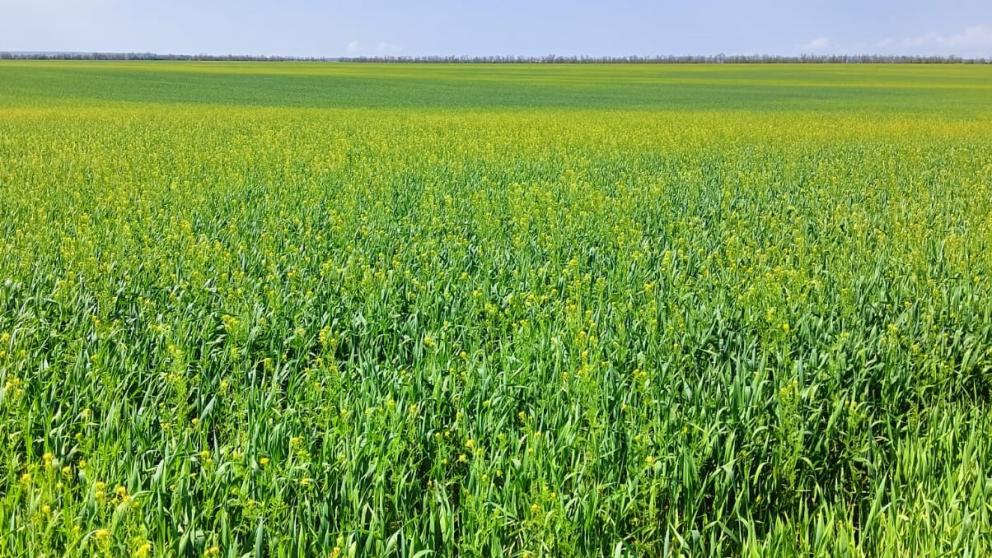 В минсельхозе Ставрополья подвели предварительные итоги ущерба от градобоя