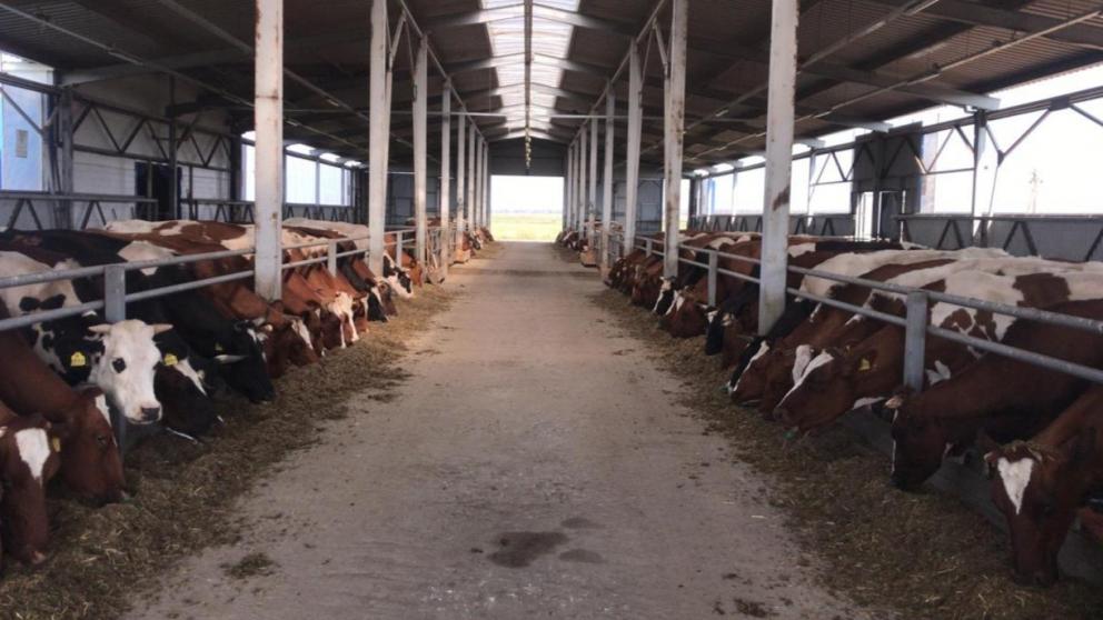 В Ставропольском крае увеличилось производство молока