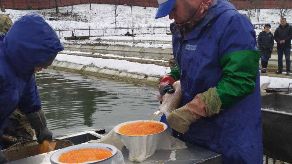 Более 15 тонн рыбы получили в форелевом хозяйстве Предгорного округа