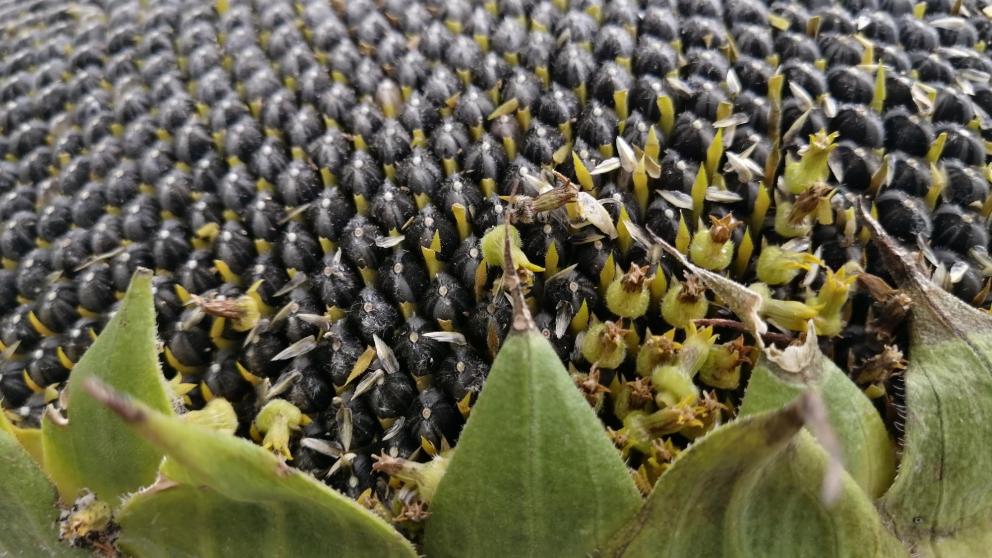 На Ставрополье стартовал сев подсолнечника