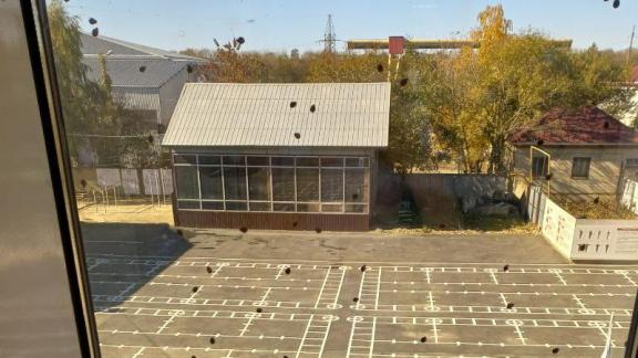 Жители Ставрополя жалуются на нашествие божьих коровок