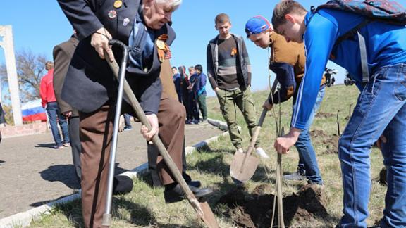 «Сирень Победы» расцветет в Новоалександровске
