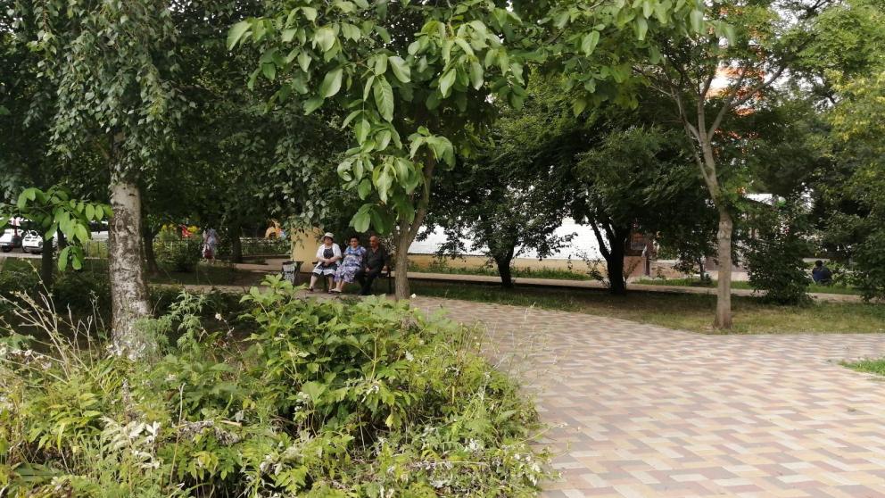 В Ставрополе усилили борьбу с амброзией