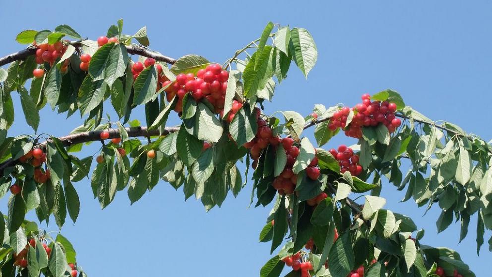 В Предгорном округе Ставрополья фермер собрал более 50 тонн черешни