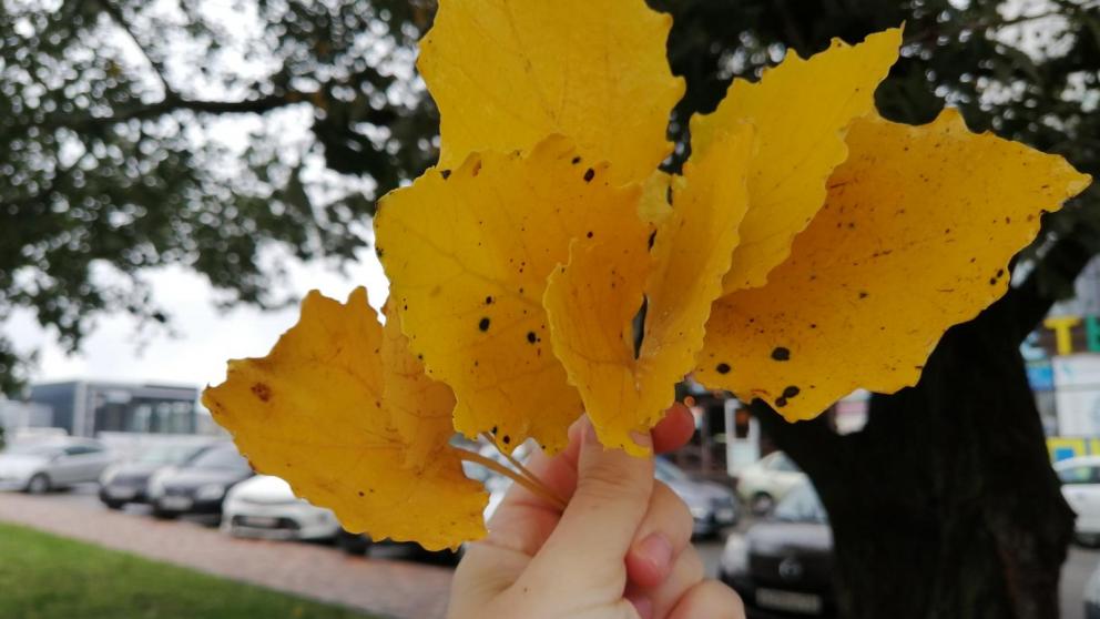 Бабьего лета на Ставрополье пока не ждут