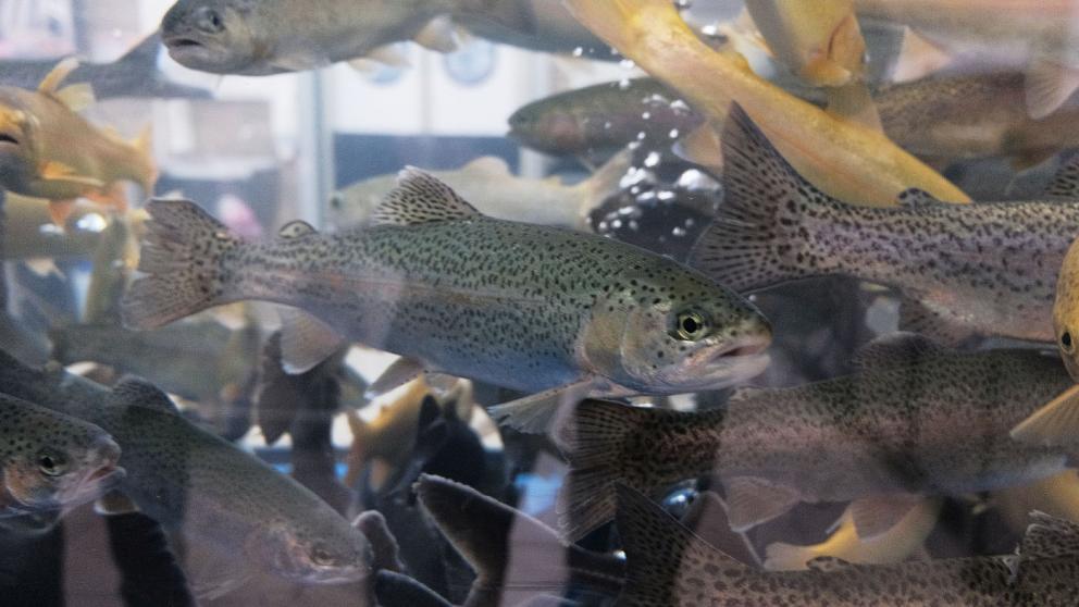 На Ставрополье появилось несколько сельскохозяйственных кооперативов по глубокой переработке рыбы