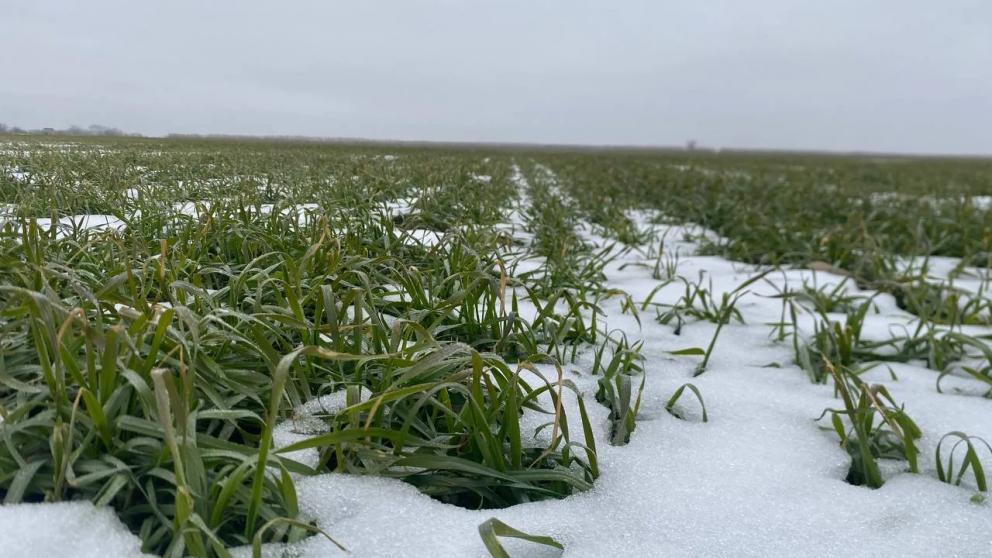 Озимые в Нефтекумском округе Ставрополья находятся в хорошем состоянии