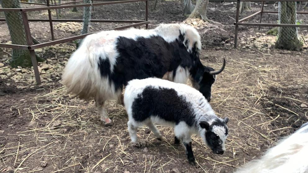 В Ставропольском зоопарке родились малыши-дикобразы и ячонок