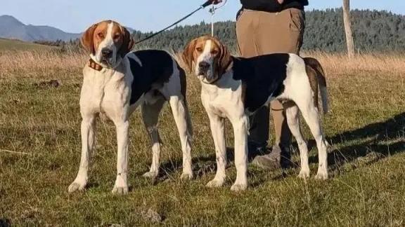 В Ипатовском округе прошли испытания гончих собак