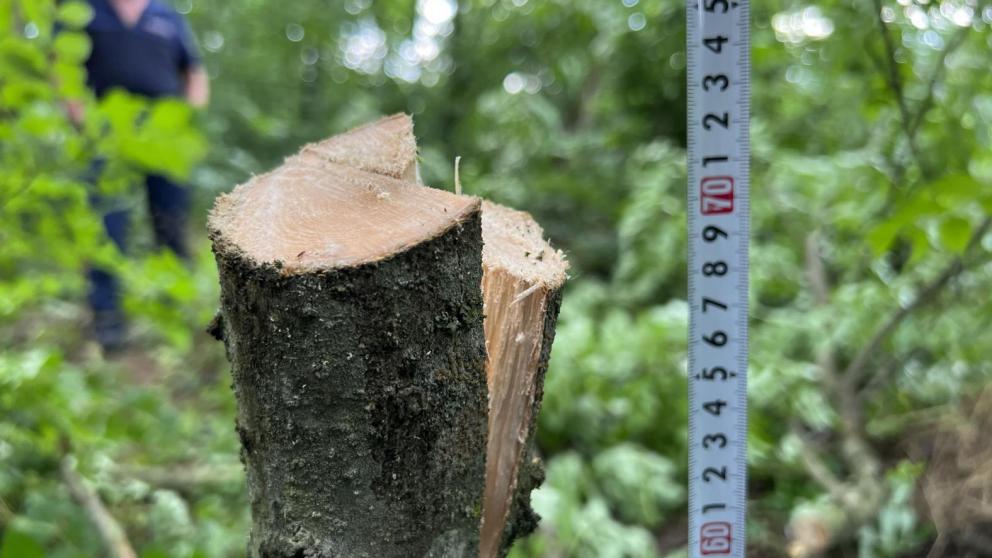 Транспортные полицейские на Ставрополье присекли незаконную рубку деревьев 
