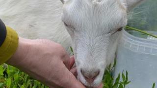 На Ставрополье домашнее хозяйство многодетных семей пополнили козы и кролики