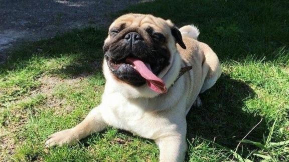 В Ставрополе обустроят 3 площадки для выгула собак