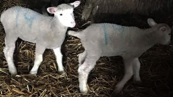 На Ставрополье овцеводы СПК «Восток» принимают молодое «пополнение»