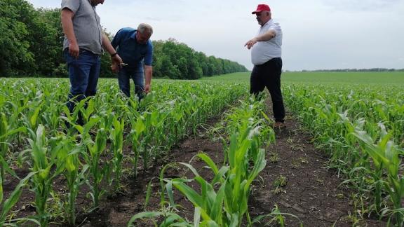 В Кочубеевском округе Ставрополья обследовали пострадавшие от непогоды сельхозугодья