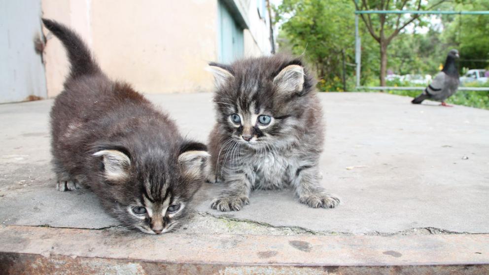 В Невинномысске нет приюта для животных, но есть добрые люди