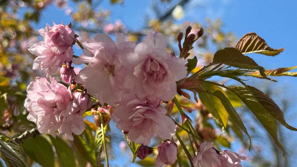 В парке Победы Ставрополя зацвели магнолии и сакура