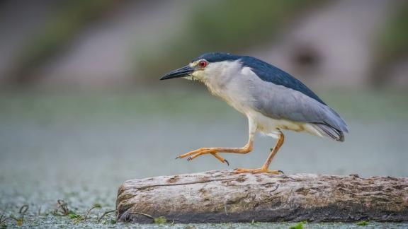 Редкую птицу заметили в Железноводске