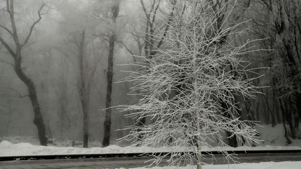 В Пятигорске спилили аварийные деревья