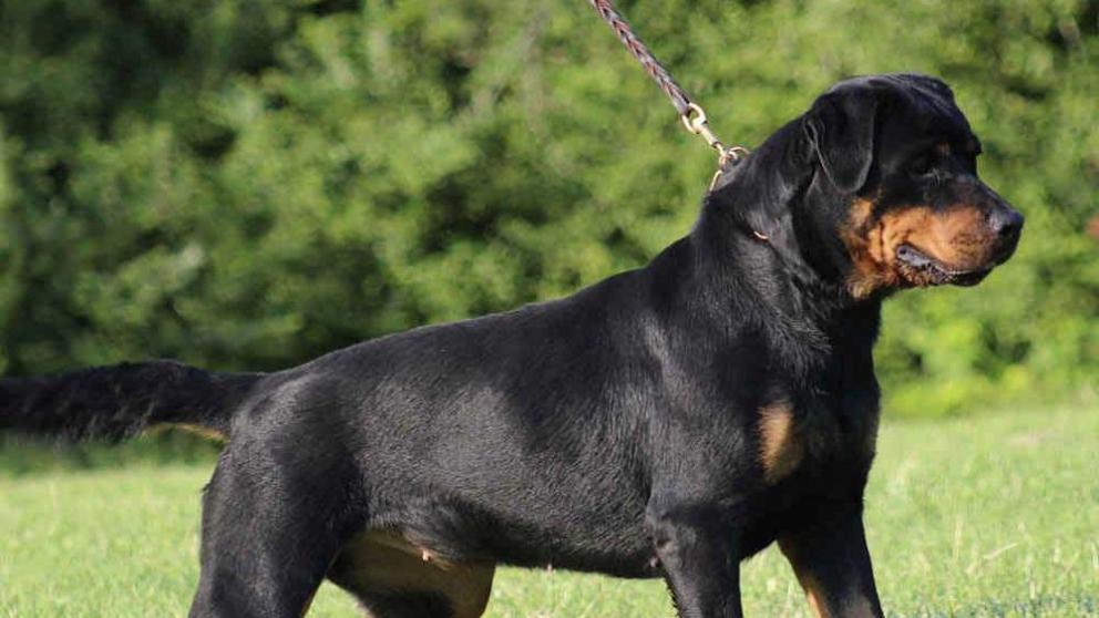 В Ставрополе ротвейлер охранял тело умершего хозяина