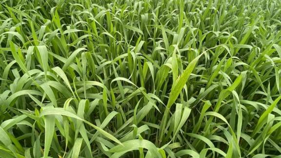 Весенние полевые работы в Нефтекумском округе выходят на финишную прямую