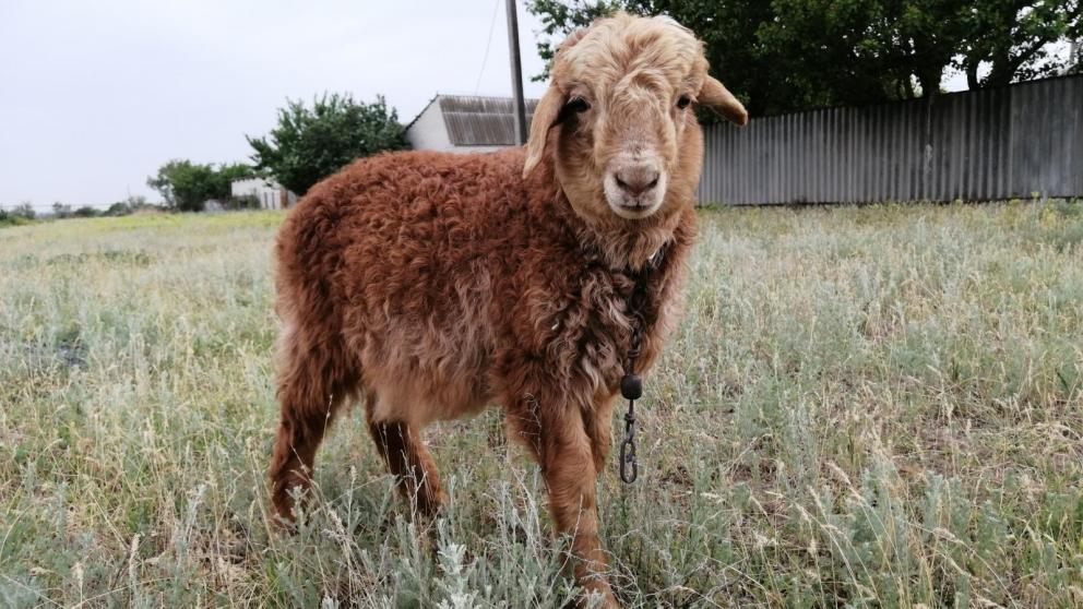 Ставрополье стало победителем Российской выставки овец