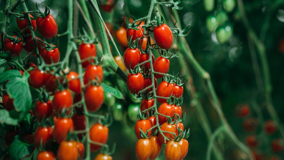 Томаты, выращенные в теплицах Ставрополья, вошли в топ «50 лучших вкусов России»
