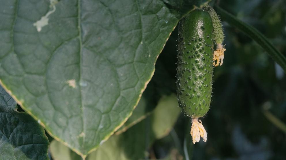 Агрокомплекс «Весна» Ставропольского края представил свою продукцию на Втором национальном конкурсе
