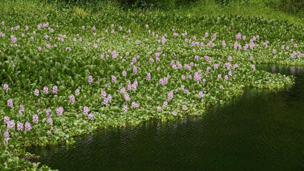 Эйхорнии очистят воду в Комсомольском пруду Ставрополя