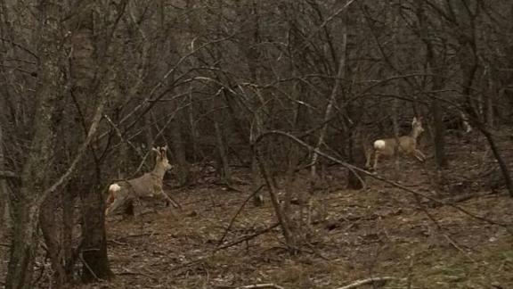 На Ставрополье стартовала кампания по подсчету диких животных