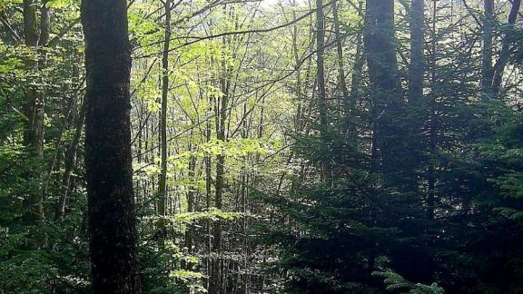 В Ставрополе проложат дорожку через лесной массив