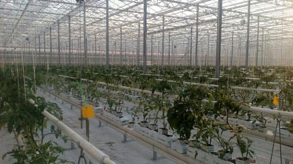 В Кировском районе Ставрополья запущена третья очередь теплиц