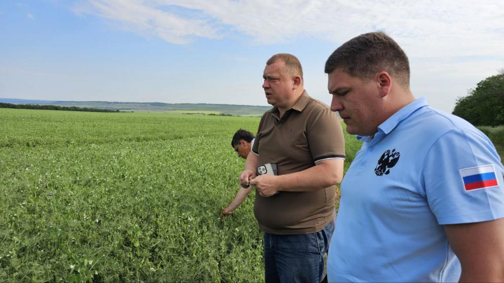 К уборке урожая гороха приступили в Предгорном округе