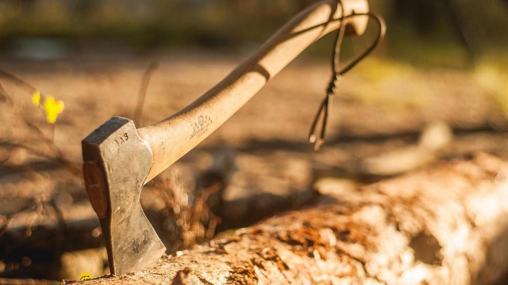 Мужчина незаконно спилил восемь голубых елей в Пятигорске