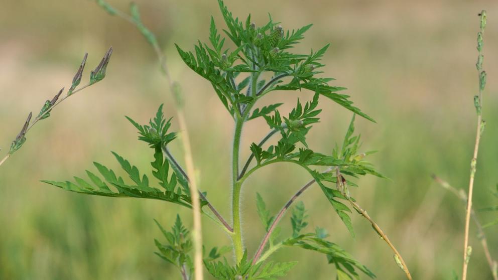 В Железноводске начали борьбу с амброзией