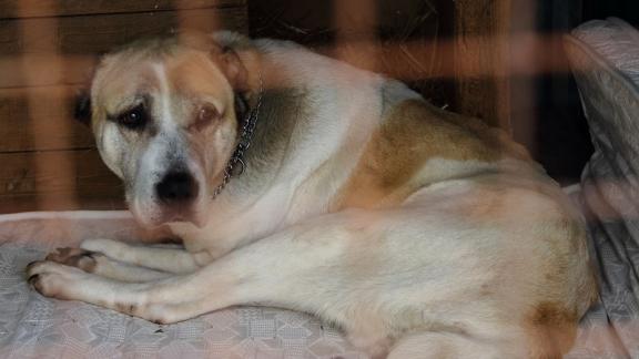 Спасённой из рук ставропольского живодёра собаке ампутировали лапу