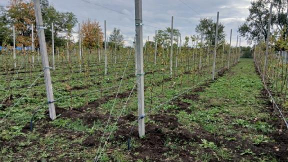 В Новоалександровском округе появился еще один школьный сад