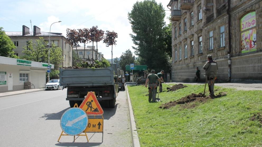 В Кисловодске высаживают молодые клёны