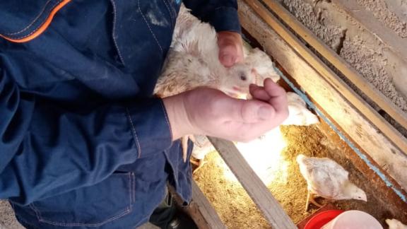 В Арзгирском округе Ставрополья привили почти 1000 птиц