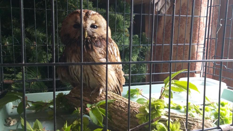 В Железноводске служба спасения помогла застрявшему совёнку