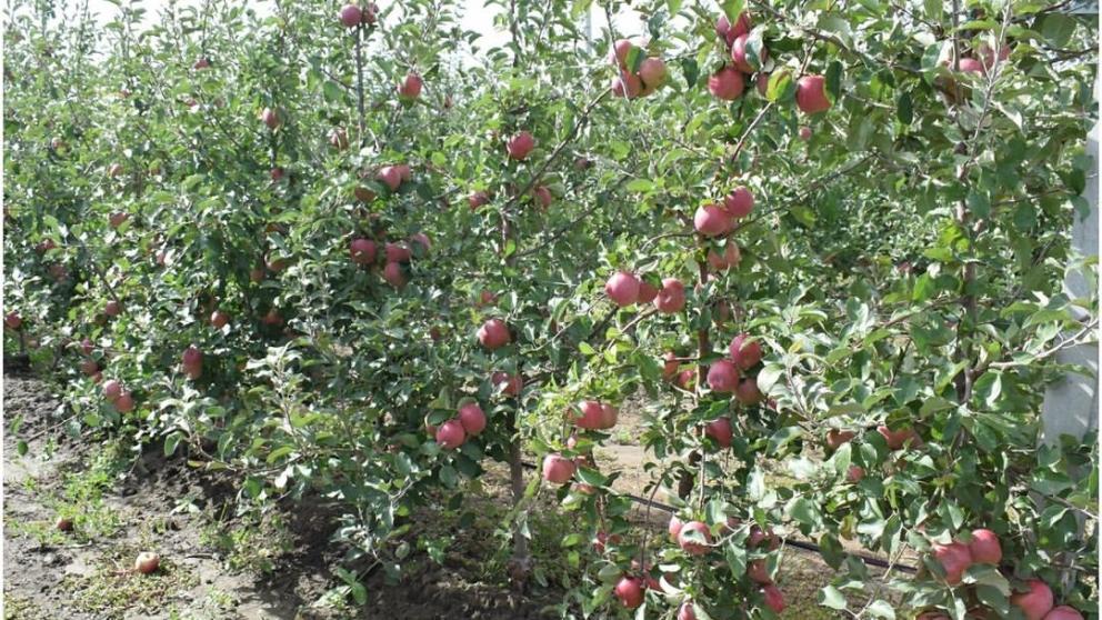 Собственный яблоневый сад появится в школе Кочубеевского округа