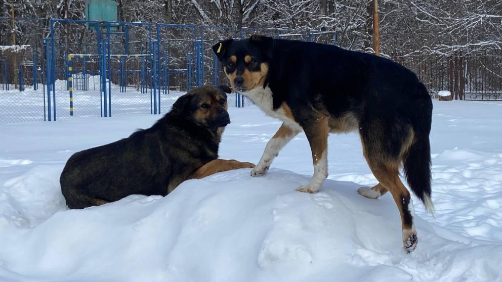 Депутаты Ставрополья высказались за дополнительные полномочия для решения проблемы безнадзорных животных
