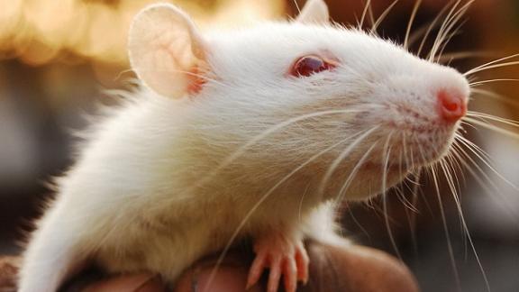 Жительница Пятигорска приютила 30 бездомных крыс