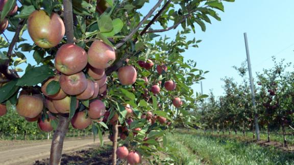 Перспективы садоводства обсудили на всероссийской конференции в Минсельхозе РФ