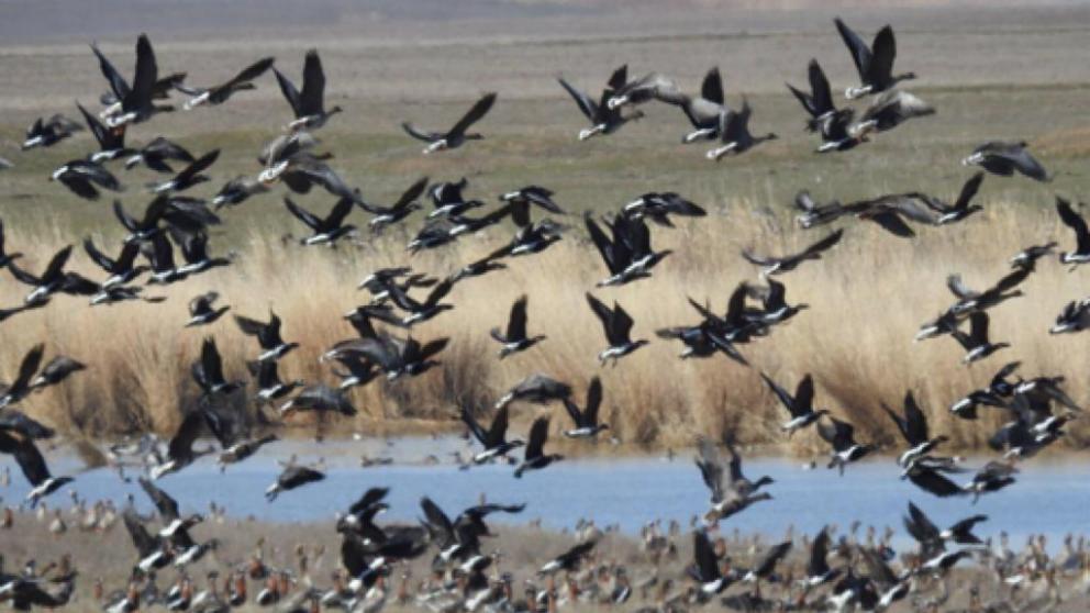 На Ставрополье пройдёт летний учёт диких птиц